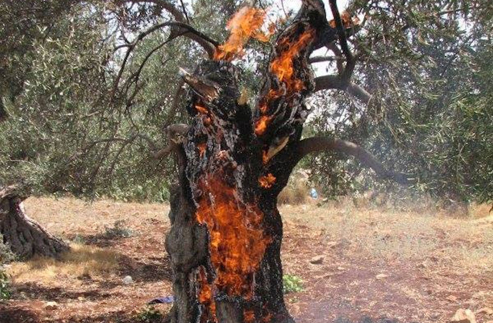 Aucun pseudo-dédommagement de nature coloniale ne saura réparer ce massacre écologique