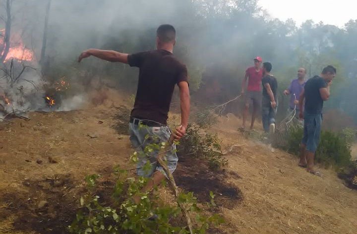 Makouda : Quelques 700 oliviers victimes d’un incendie ravageur