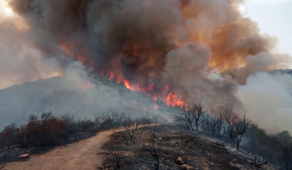 Incendie à Aïn Zouia : des dizaines d’hectares dévorés par les flammes à Boumahni