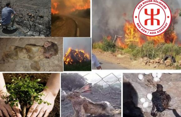 La Kabylie en proie aux incendies : l’Aza-Rouge lance une cagnotte solidaire