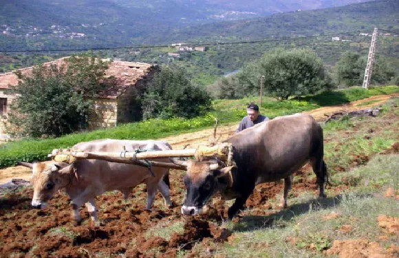 L’INTERDICTION DE LA CHASSE A EU RAISON DE L’AGRICULTURE DE MONTAGNE EN KABYLIE