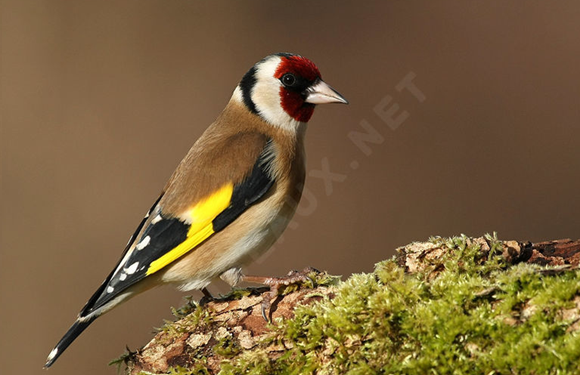 LE CHARDONNERET, UN OISEAU DISPARU DES MONTAGNES DE KABYLIE