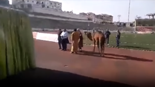 Le stade de la JSK exorcisé : ayant échoué avec le mouton, la direction fait appel à un chameau (vidéo)