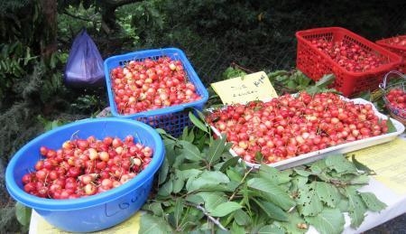 Clôture de la fête de la cerise aujourd'hui à Ath Allaoua