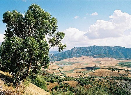 La Kabylie suffoque sous la chaleur