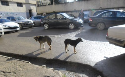 Bouzeguene : campagne d'abattage de chiens errants