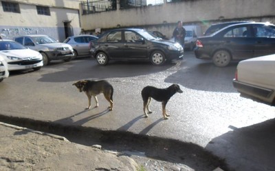 Bouzeguene : campagne d'abattage de chiens errants Bouzeguene : campagne d'abattage de chiens errants