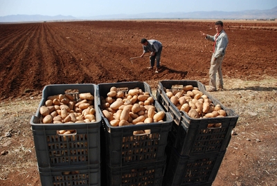 Une production de 405.000 quintaux de pomme de terre prévue à Tizi-Ouzou
