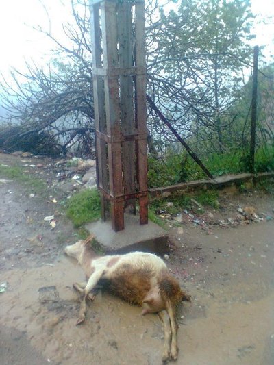 Taddart Oufella : un animal s'électrocute à son passage près d'un poteau électrique Taddart Oufella : un animal s'électrocute à son passage près d'un poteau électrique