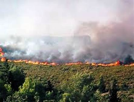 Feux de forêt en Kabylie : le MAK dénonce les militaires pyromanes