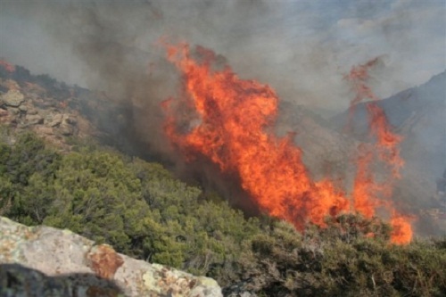 Vgayet : 254 hectares d'oliviers ravagés par le feu