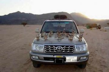 Algérie : Les braconniers sont de retours pour décimer outardes et gazelles du désert