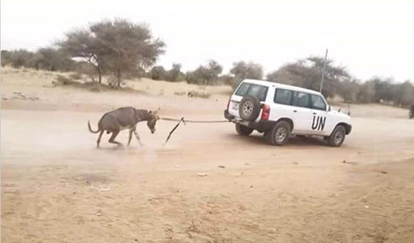 La Mission de l'ONU au Mali (MINUSMA) maltraite les animaux
