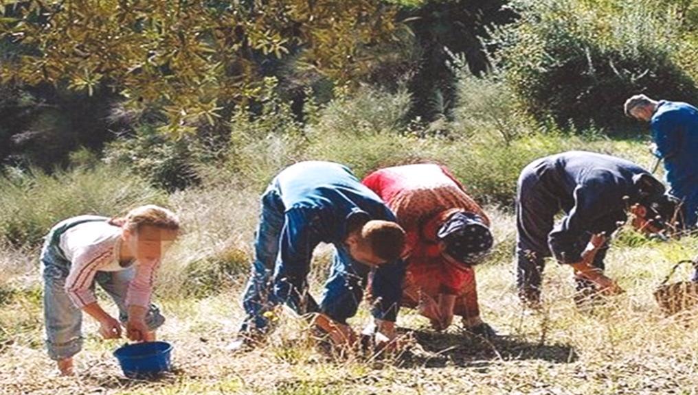 Vgayet premier producteur d'huile d'olive en Kabylie : 20 millions de litres cette année
