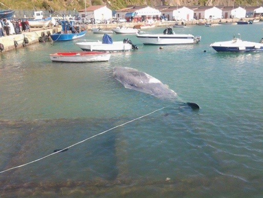 Kabylie : une baleine s'échoue sur les côtes d'Azeffun